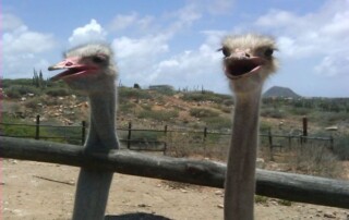 Aruba Fauna Tour